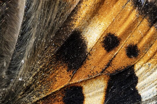 Close-up of a wing of a butterfly, Small tortoiseshell (Aglais urticae, Nymphalis urticae), macro photograph, Tyrol, Austria