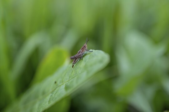 Brown locust (locusta), grasshopper, on a blade of grass in a meadow, Tyrol, Austria