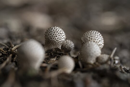 Potato or hard bovid (Scleroderma), on the forest floor, close-up, Tyrol, Austria
