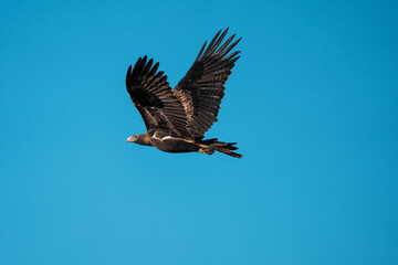 Obraz premium flying wedgetail eagle in a nest in a gum tree in australia