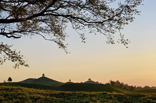 Moraine landscape at sunset, with lime trees (Tilia) on a hill, Hirzel, Canton Zurich, Switzerland