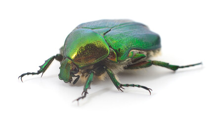 Green rose chafer beetle isolated on white background