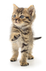 Cute tabby kitten standing isolated on white background