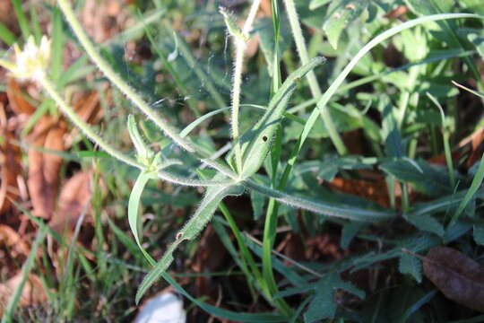 Field scabious, Knautie des champs, Wiesenskabiose, Ambretta comune, Escabiosa do campo, Escabiosa oficinal - Knautia Arvensis - Caprifoliaceae