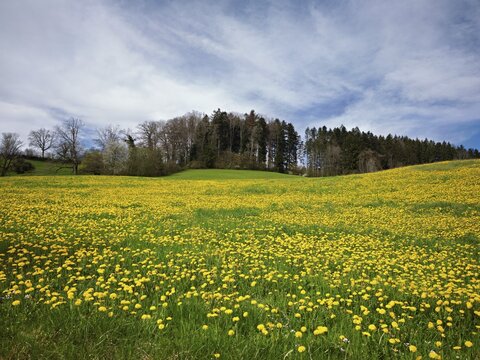 Field of flowering dandelion (Taraxacum sect. Ruderalia), Freiamt, Canton Aargau, Switzerland