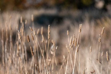 tall grass with seed heads with a herd of angus and murray grey cows, steers and bull grazing on th e pasture and resting under a tree on a beautiful sustainable agriculture farm in summer New Zealand