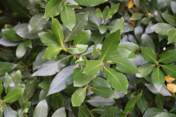 Obraz premium Bay leaf, Laurel, Laurier sauce, Laurier noble, Echter Lorbeer, Alloro, Loureiro, Laurus nobilis, Lauraceae