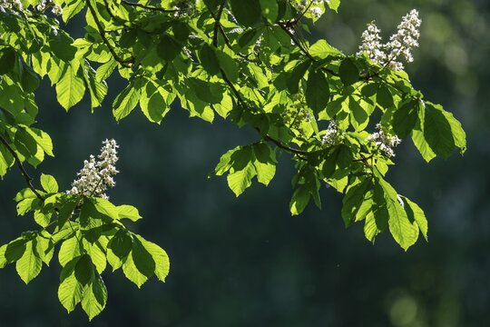 Horse chestnut (aesculus hippocastanum), flowering branches, spring, Rosensteinpark, Stuttgart, Baden-W&uuml;rttemberg, Germany