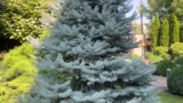 Blue spruce tree growing in a landscaped garden with green bushes.