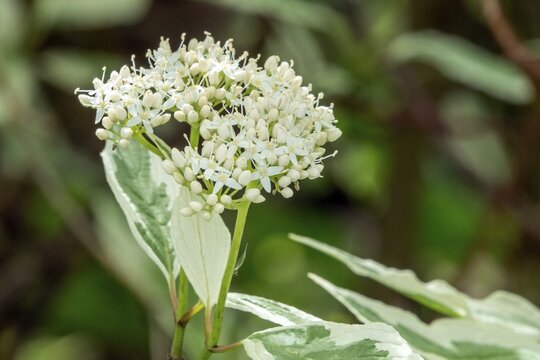 White dogwood (Cornus alba), flowering, Baden-W&uuml;rttemberg, Germany
