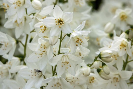Slender deutzia (Deutzia gracilis) or mayflower bush, flowering, Baden-W&uuml;rttemberg, Germany