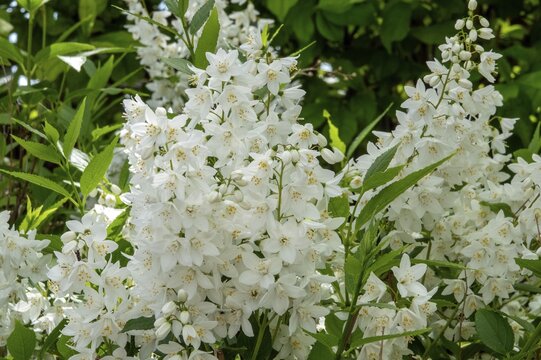 Slender deutzia (Deutzia gracilis) or mayflower bush, flowering, Baden-W&uuml;rttemberg, Germany