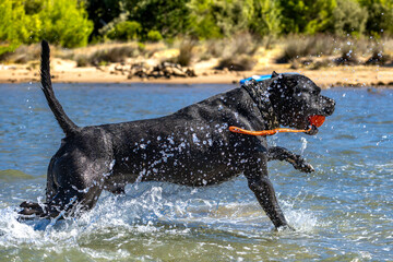 Black Cane Corso guard dog running in water, dog training, © dominikspalek.pl