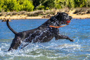 Obraz premium Black Cane Corso guard dog running in water, dog training,