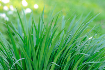Fresh green grass blades in spring garden close up