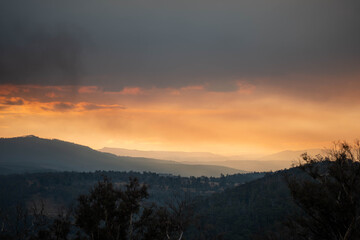 beautiful gum Trees and shrubs in the Australian bush forest. Gumtrees and native plants growing in Australia in spring
