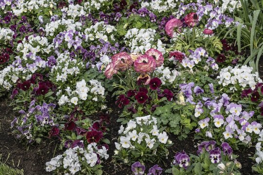 Flower bed with horned violets (Viola cornuta) and Asiatic buttercup (Ranunculus asiaticus), Lower Saxony, Germany