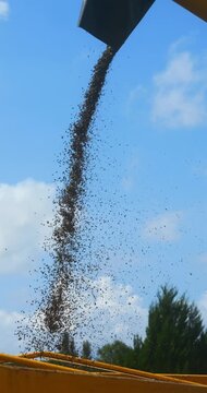 Combine harvester harvesting sunflower seeds