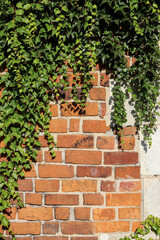 Old brick wall decorated with green ivy plants.