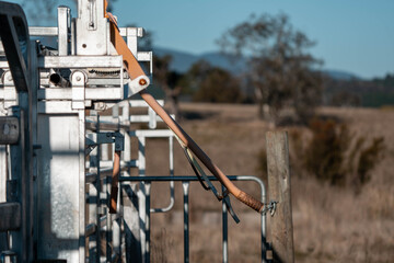 Female Farmer Operating a Cattle Crush in Australian Stockyards. Modern Livestock Handling, Safety Practices, and Dedicated Animal Welfare, herding livestock on a farm in australia