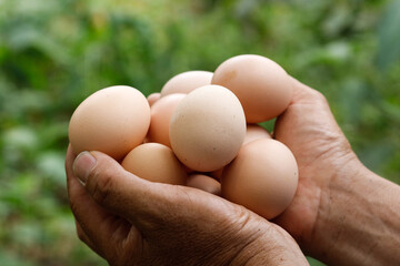 Fresh Farm Eggs in Hands - Organic Free Range Poultry Agriculture