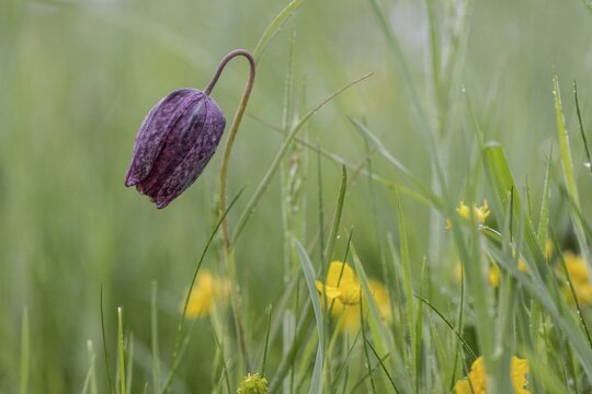 Chequerboard flowers (Fritillaria meleagris), Lower Saxony, Germany