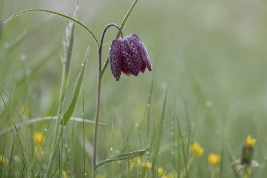 Chequerboard flowers (Fritillaria meleagris), Lower Saxony, Germany
