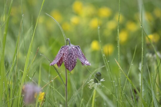 Chequerboard flowers (Fritillaria meleagris), Lower Saxony, Germany