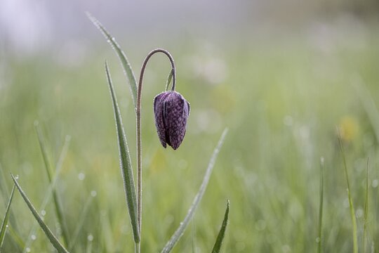 Chequerboard flowers (Fritillaria meleagris), Lower Saxony, Germany