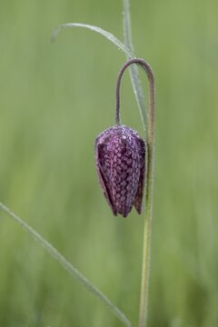 Chequerboard flowers (Fritillaria meleagris), Lower Saxony, Germany