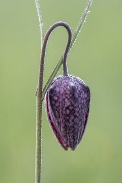 Chequerboard flowers (Fritillaria meleagris), Lower Saxony, Germany