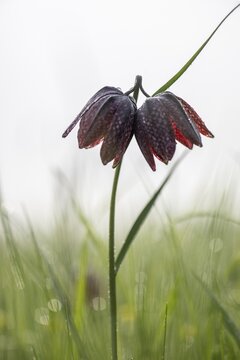 Chequerboard flowers (Fritillaria meleagris), Lower Saxony, Germany
