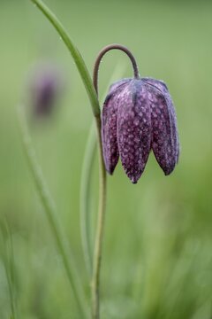 Chequerboard flowers (Fritillaria meleagris), Lower Saxony, Germany