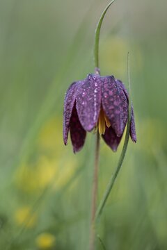 Chequerboard flowers (Fritillaria meleagris), Lower Saxony, Germany