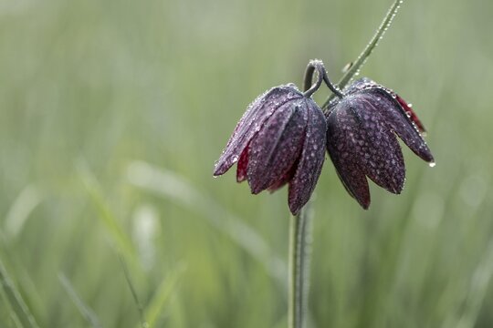 Chequerboard flowers (Fritillaria meleagris), Lower Saxony, Germany