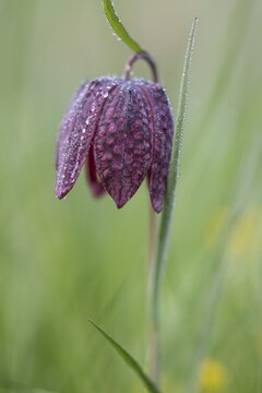 Chequerboard flowers (Fritillaria meleagris), Lower Saxony, Germany