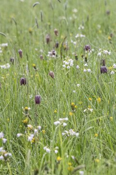 Chequerboard flowers (Fritillaria meleagris), Lower Saxony, Germany