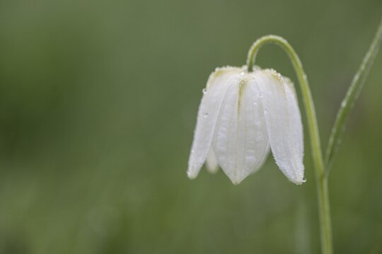Chequerboard flowers (Fritillaria meleagris), Lower Saxony, Germany