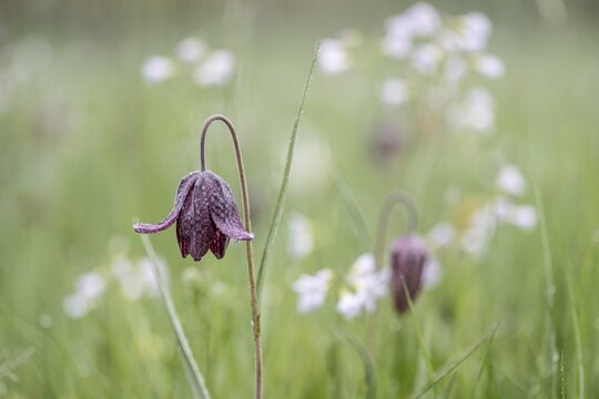 Chequerboard flowers (Fritillaria meleagris), Lower Saxony, Germany