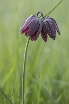 Chequerboard flowers (Fritillaria meleagris), Lower Saxony, Germany