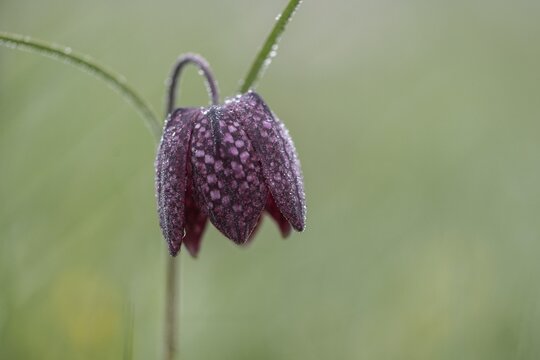 Chequerboard flowers (Fritillaria meleagris), Lower Saxony, Germany