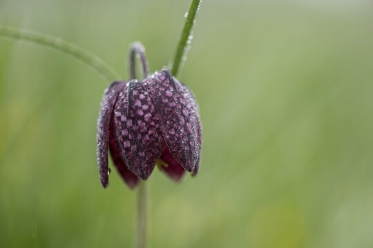 Chequerboard flowers (Fritillaria meleagris), Lower Saxony, Germany