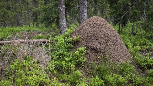 Large anthill or ant hill, Gudbrandsdal, Norway