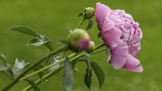 Common peony (Paeonia officinalis), also known as true peony, farmer's peony, garden peony, raindrop, Norway peony