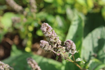 Spearmint, Garden mint, Common mint, Lamb mint, Mackerel mint, Menthe en épi, Menthe verte - Mentha spicata - Lamiaceae, Lamiacées