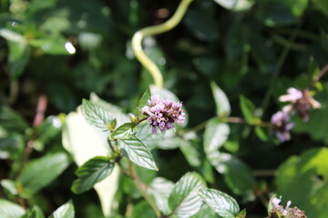 Chocolate Mint, Peppermint, Menthe poivre, Pfefferminze, Menta piperina, Hortelã pimenta, Menta piperita - Mentha x piperita - Lamiaceae