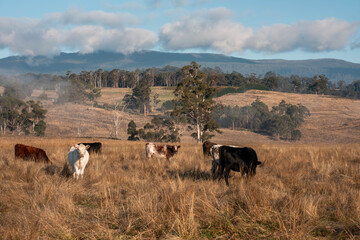 beautiful cattle in Australia eating grass, grazing on pasture. Herd of cows free range beef being regenerative raised on an agricultural farm. Sustainable farming of food crops. fat Cow in field