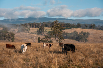 beautiful cattle in Australia eating grass, grazing on pasture. Herd of cows free range beef being regenerative raised on an agricultural farm. Sustainable farming of food crops. fat Cow in field