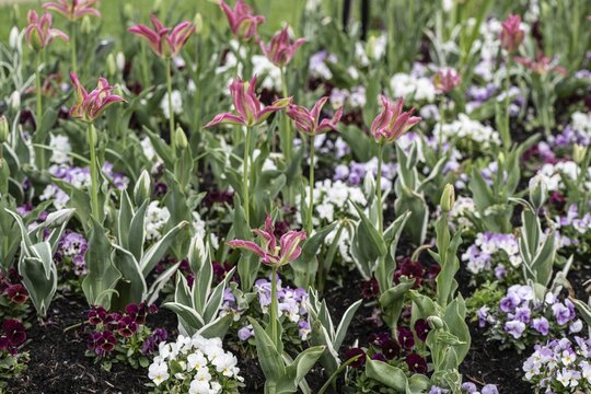 Tulips (Tulipa Virichic) and horned violets (Viola cornuta), Lower Saxony, Germany