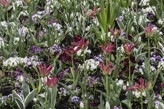 Tulips (Tulipa Virichic) and horned violets (Viola cornuta), Lower Saxony, Germany